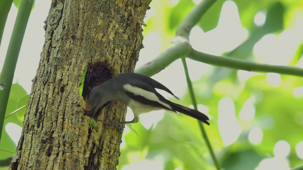 高视角观察雌鹊鸲喂食幼雏视频素材