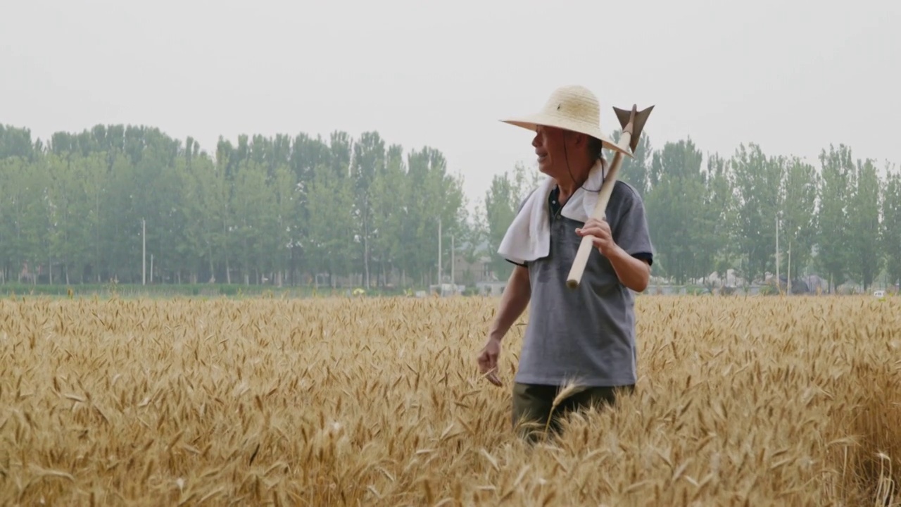 农民扛着锄头在麦田视频素材