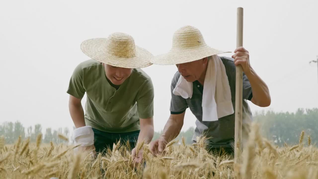 农民父子在农田视频下载