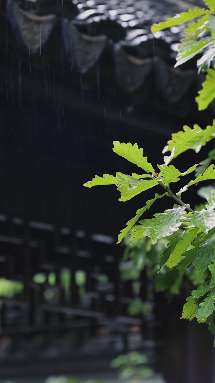 江南古式建筑下雨中视频素材