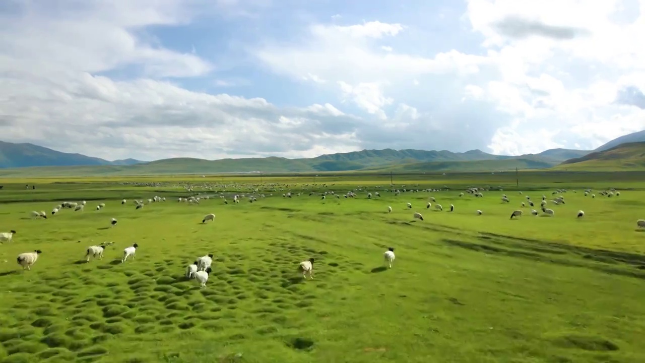 新疆伊犁草原上的羊群视频素材