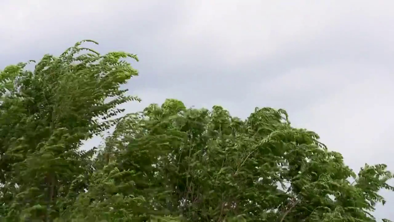 夏天阴雨天气大风吹动树叶视频下载