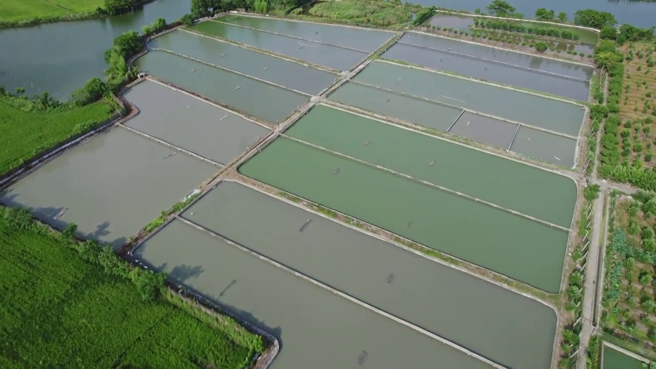 养鱼场围网与人工养殖河蚌珍珠视频下载
