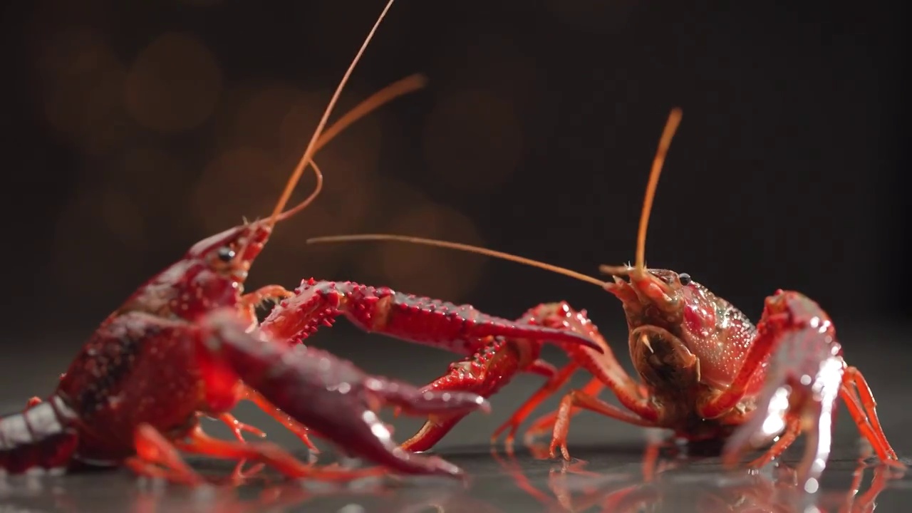 实拍鲜活小龙虾电商创意打架画面（合集）视频素材