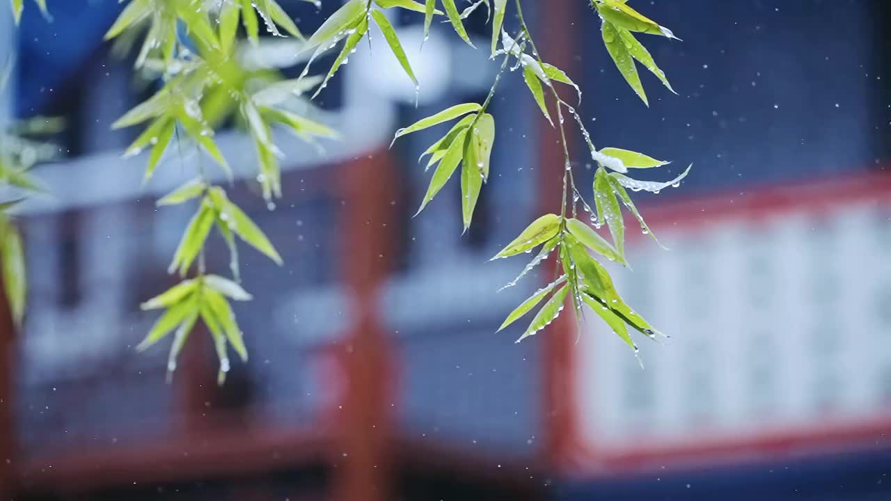 雨中的树叶视频素材
