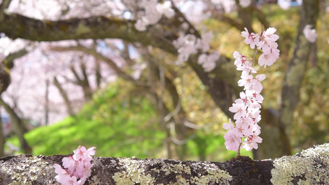 樱花盛开在树干上的特写视频下载