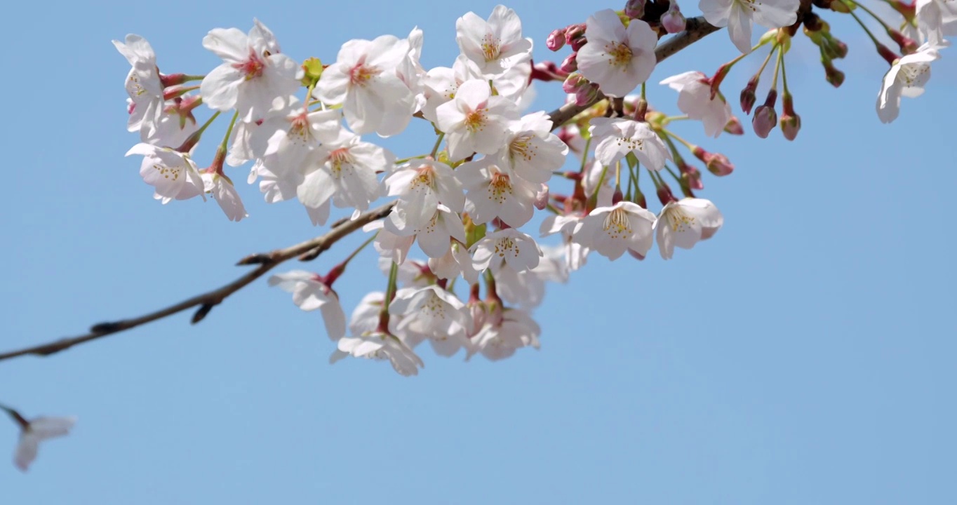日本东京盛开的樱花视频素材
