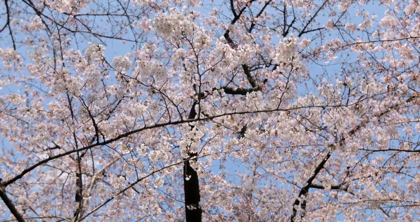 日本东京盛开的樱花视频素材
