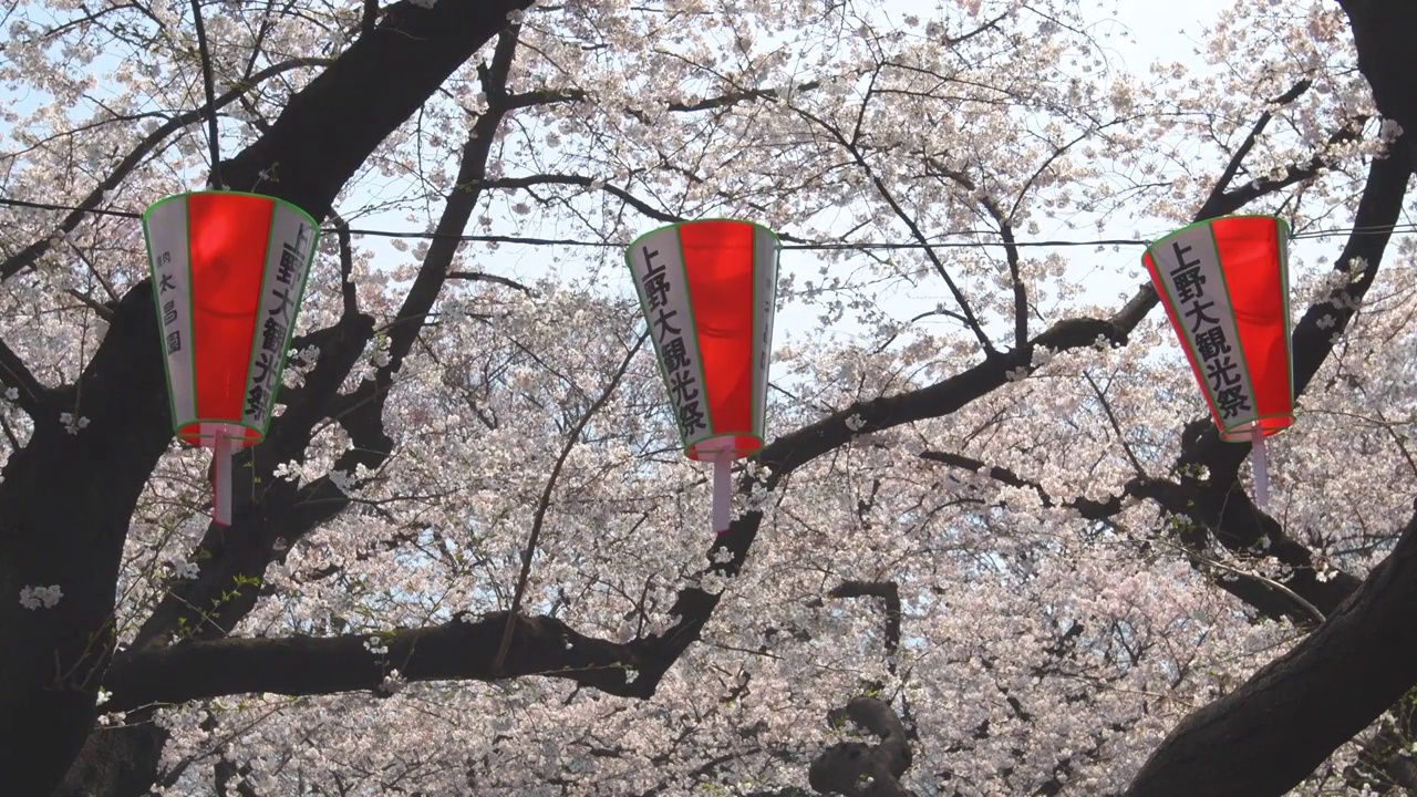 日本东京上野公园，樱花盛开，花灯闪烁视频下载