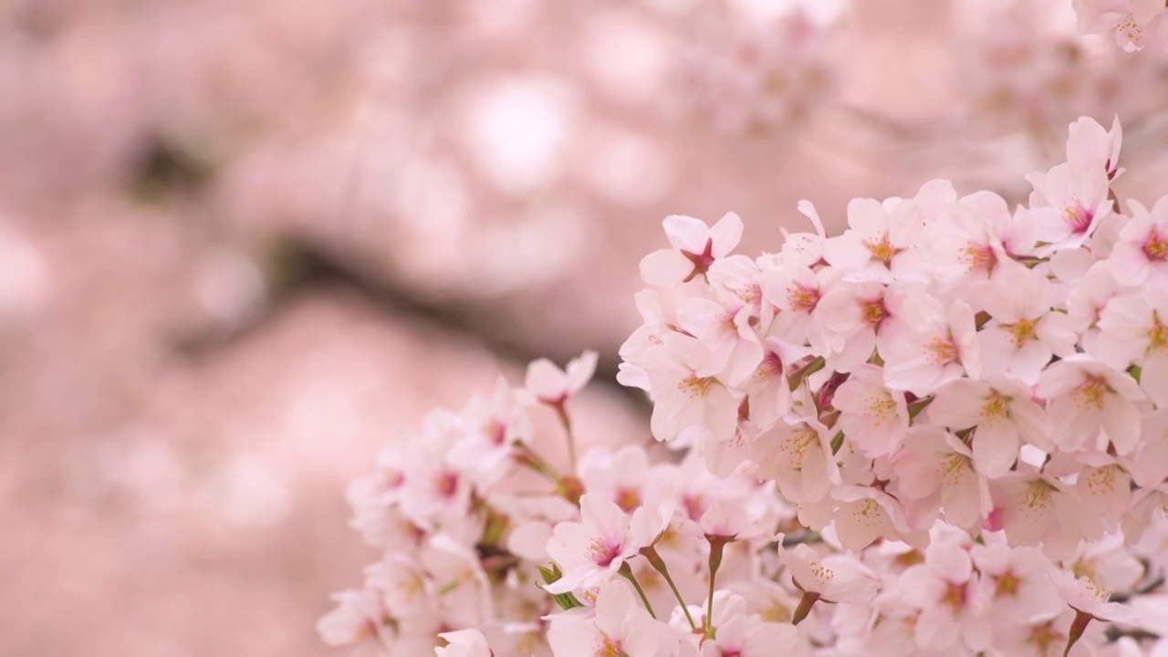 樱花盛开的特写镜头视频下载