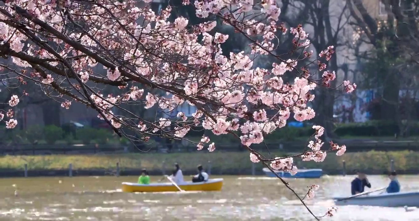 日本东京上野公园盛开的樱花和游船视频素材