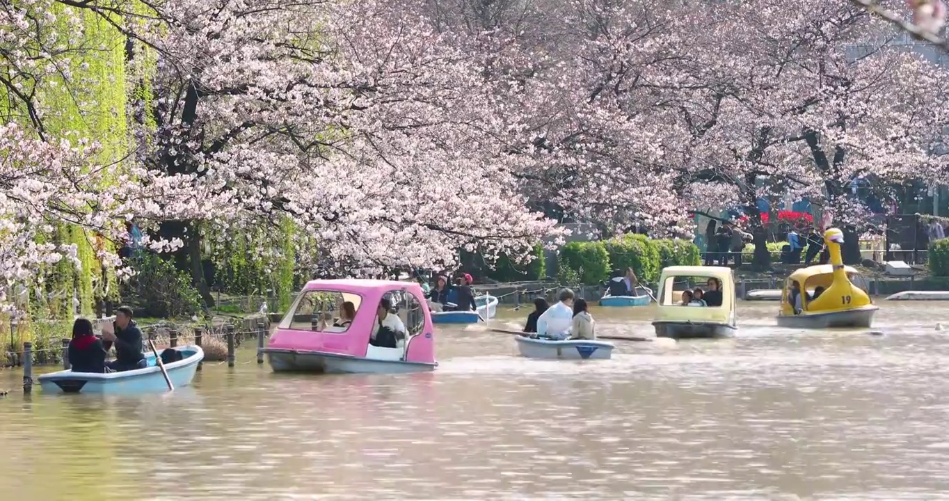 日本东京上野公园盛开的樱花和游船视频素材