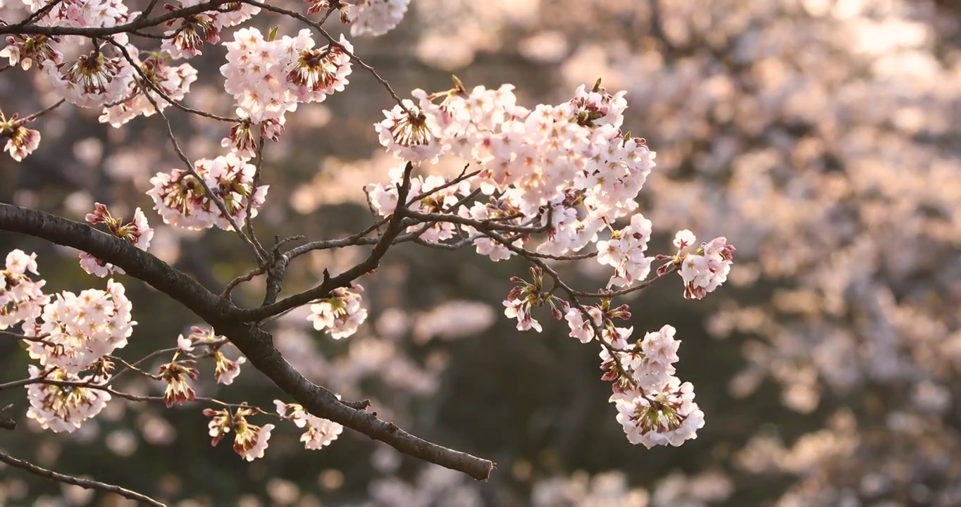 樱花盛开在风中，日本东京视频下载