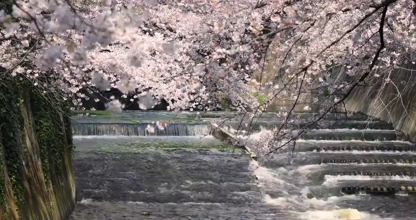 日本东京，目黑河上盛开的樱花视频素材