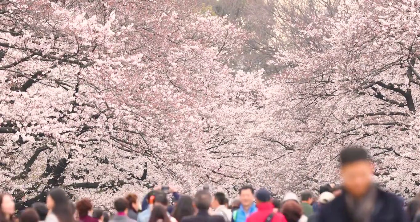 在日本东京上野公园，人们走在盛开的樱花下视频素材