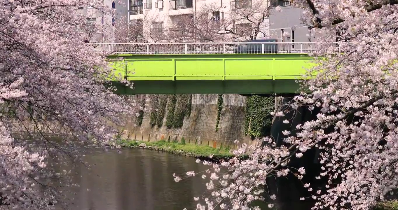 日本东京，目黑河上盛开的樱花视频购买