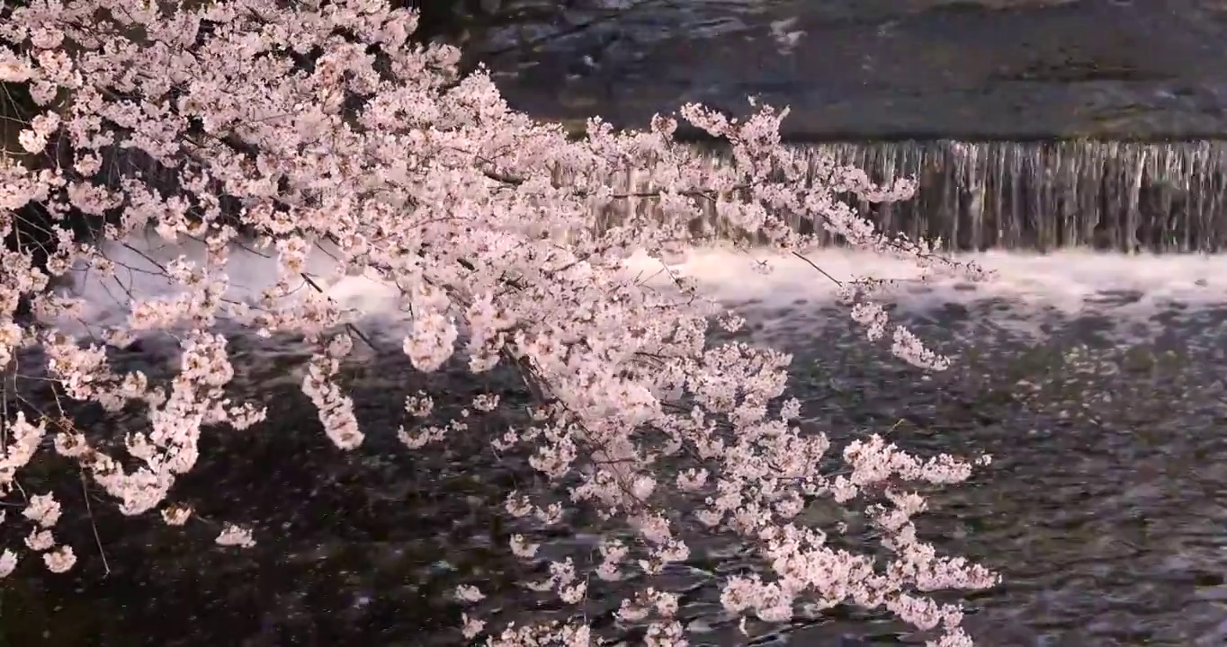 日本东京，目黑河上盛开的樱花视频素材