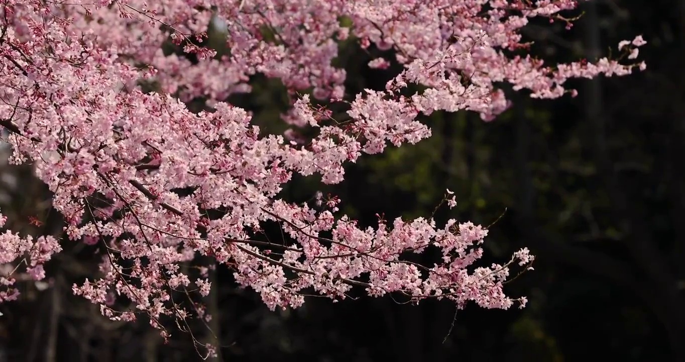 樱花盛开在风中，日本东京视频素材