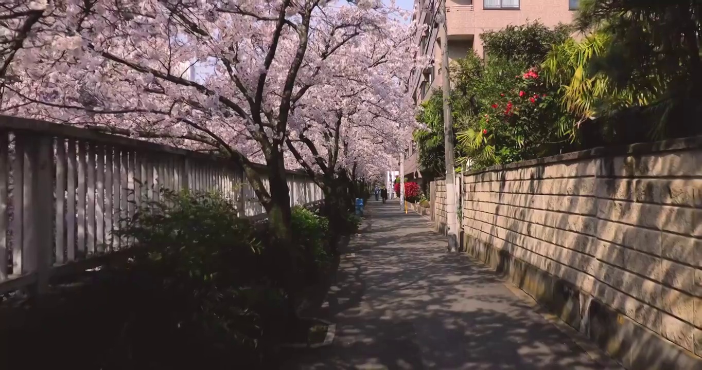 POV走在日本东京目黑河盛开的樱花下视频素材