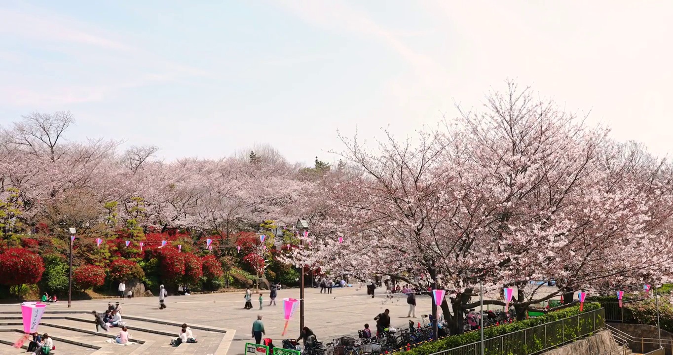 樱花在日本东京市中心的城市公园盛开视频素材