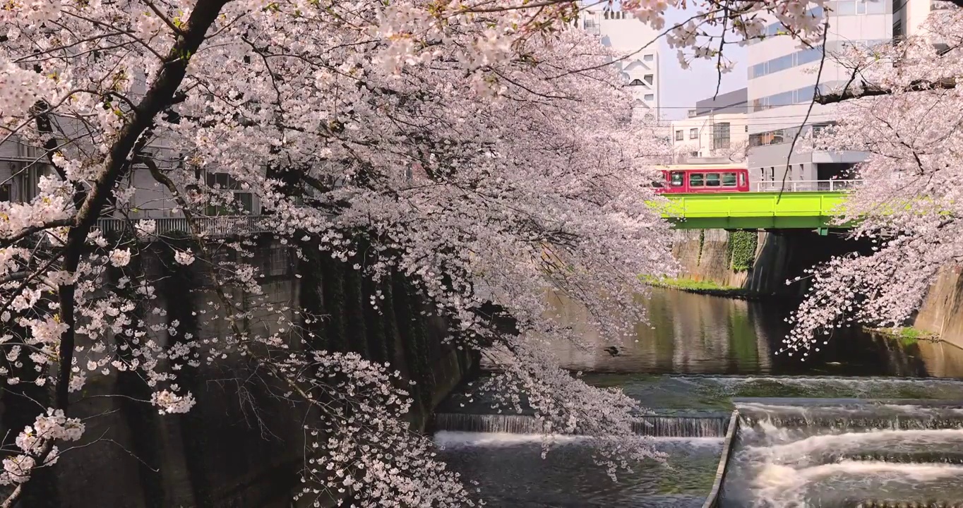 日本东京，目黑河上盛开的樱花视频下载