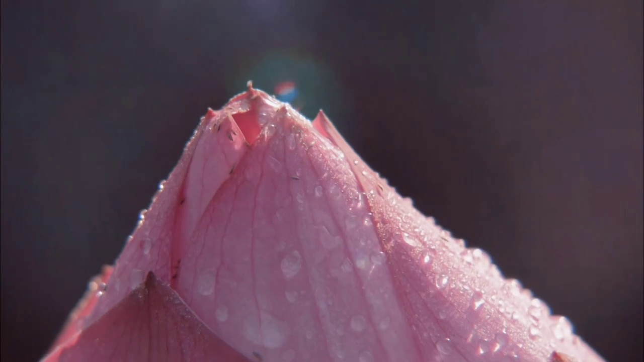 夏日粉色荷花莲花花苞花瓣露水雨滴自然光线背景素材视频素材