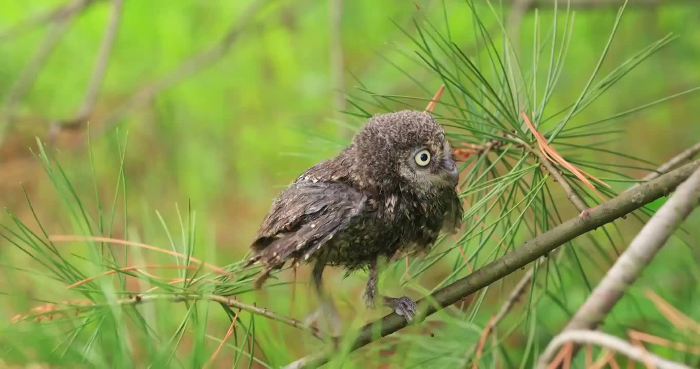 雨后密云发现一只落单的小红角鸮视频下载