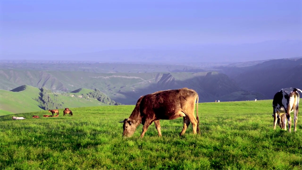 新疆伊犁大草原上吃草的牛视频下载