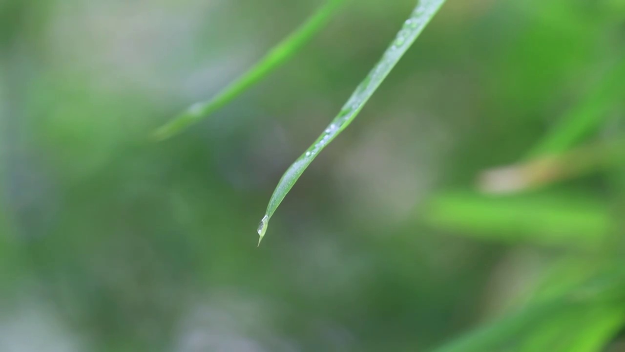 竹叶上的露珠滴落视频素材