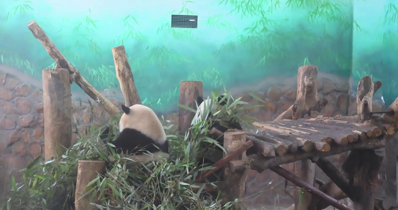 成都大熊猫繁育研究基地里的熊猫正在啃食竹子视频素材