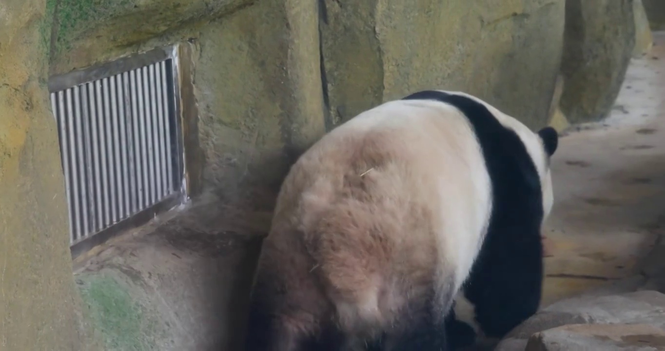 成都大熊猫繁育研究基地：熊猫以爬行方式远去视频素材