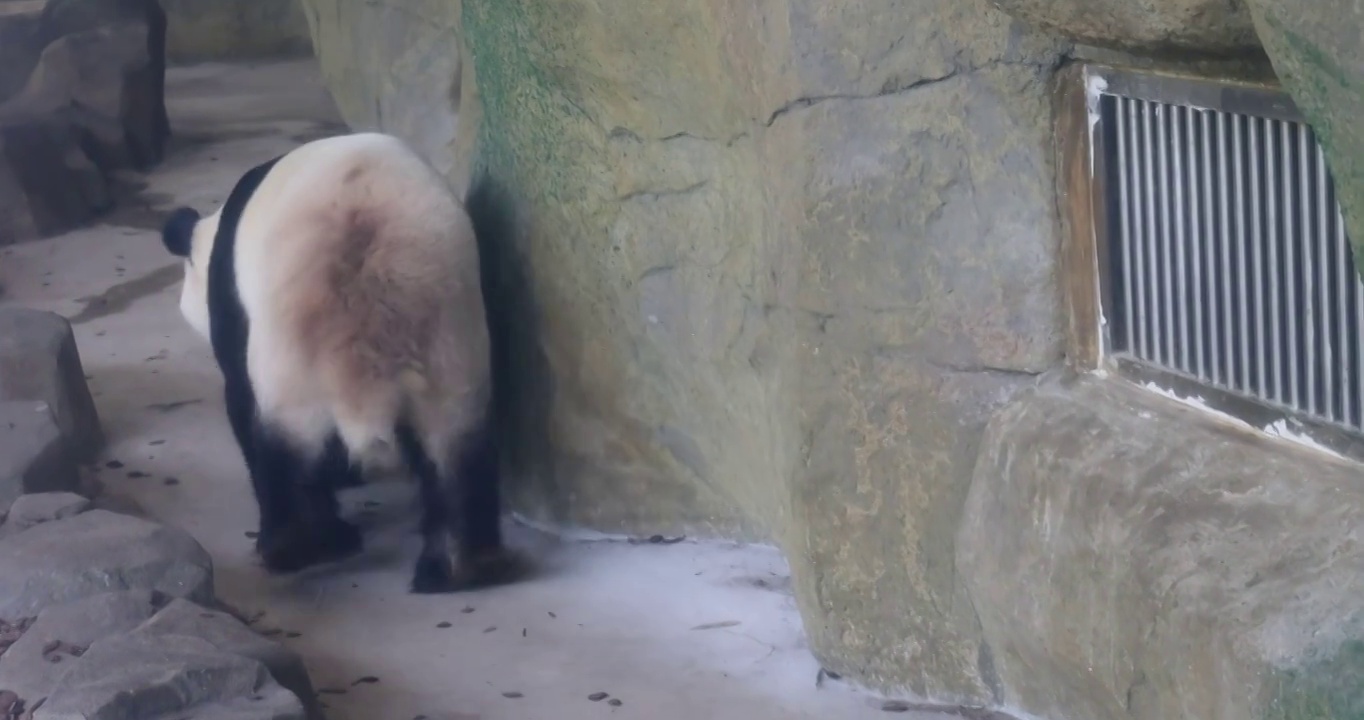 成都大熊猫繁育研究基地：熊猫以爬行方式远去视频素材