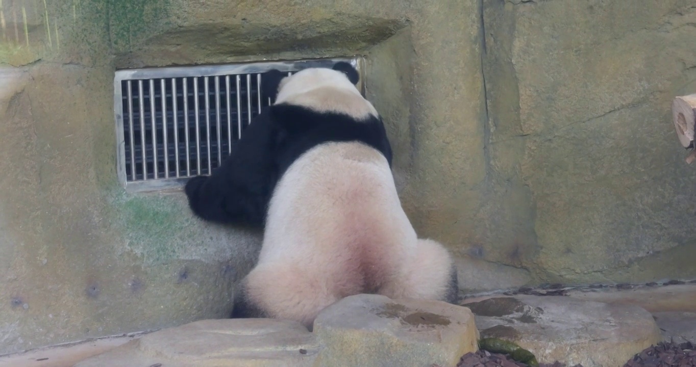 成都大熊猫繁育研究基地：熊猫对着铁栏窗户张望视频素材