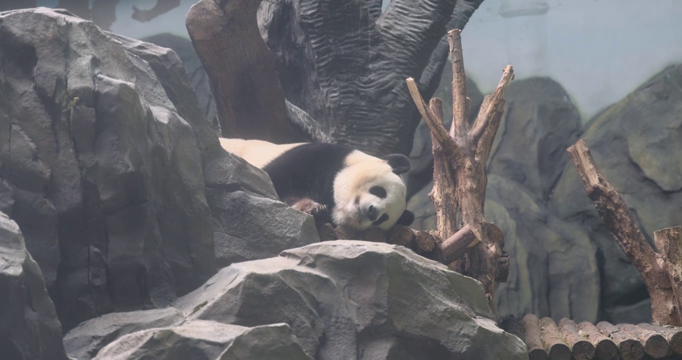 成都大熊猫繁育研究基地：躺着睡觉休息的大熊猫视频素材