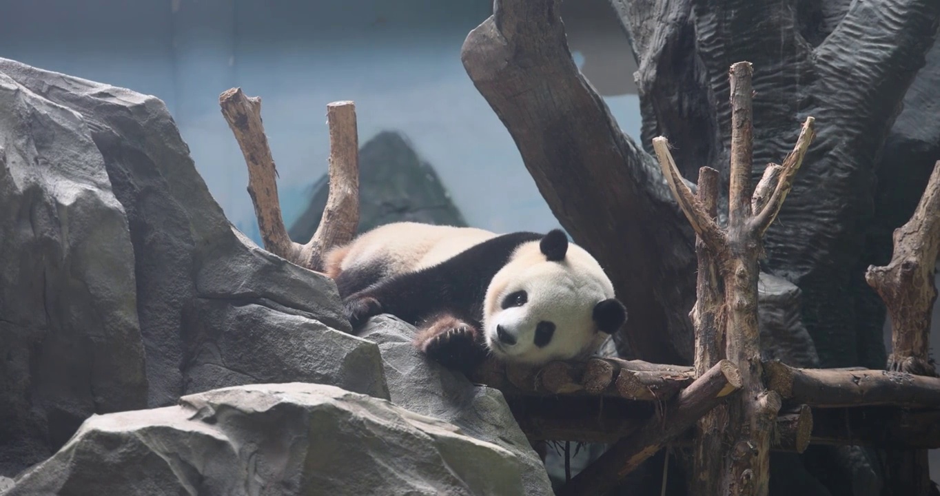 成都大熊猫繁育研究基地：躺着睡觉休息的大熊猫视频素材