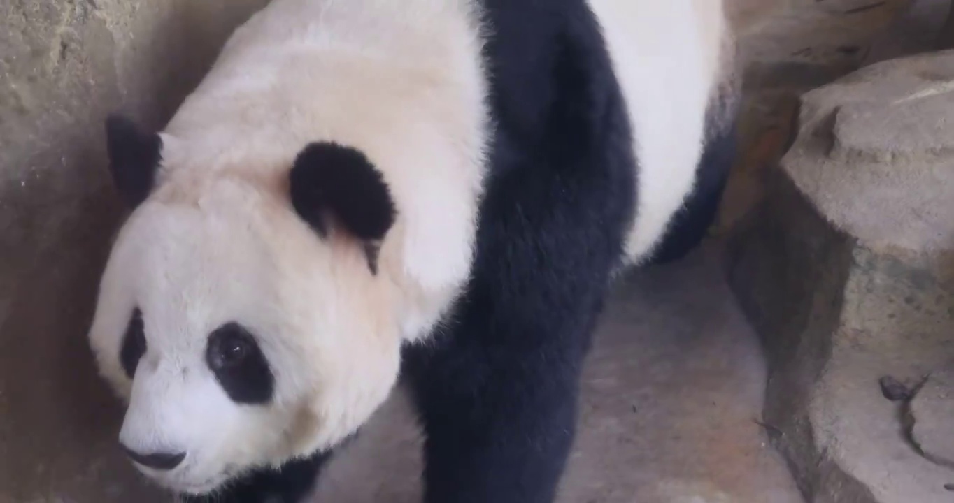 成都大熊猫繁育研究基地：从人类面前走过视频素材