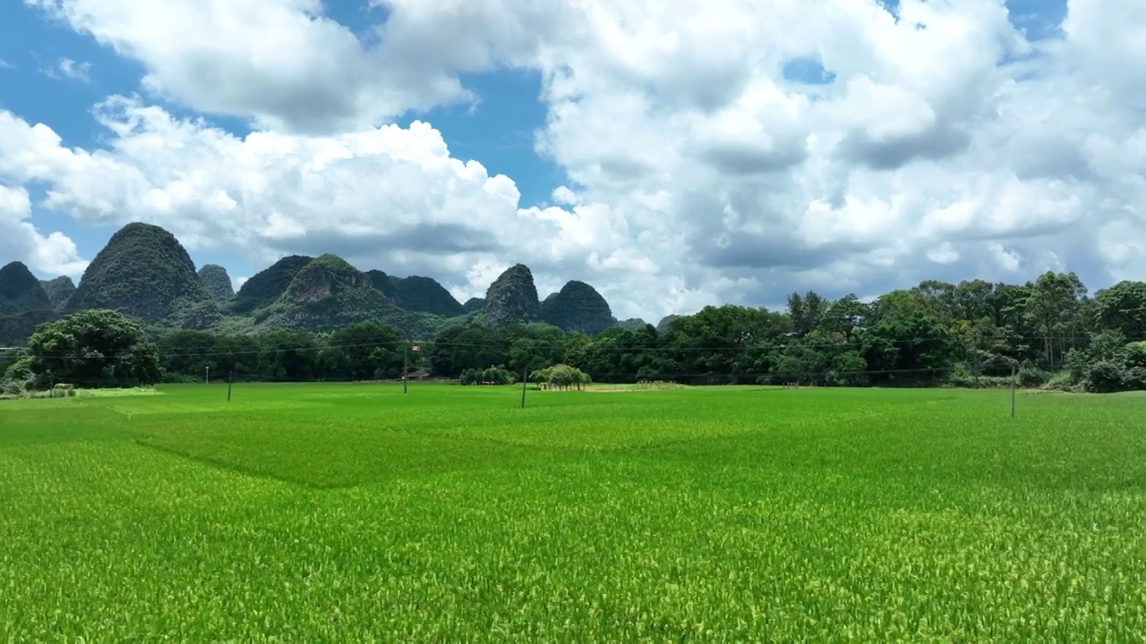 夏季蓝天白云阳光下山边的绿色稻田视频素材