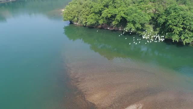 漓江上的白鹭飞舞视频素材