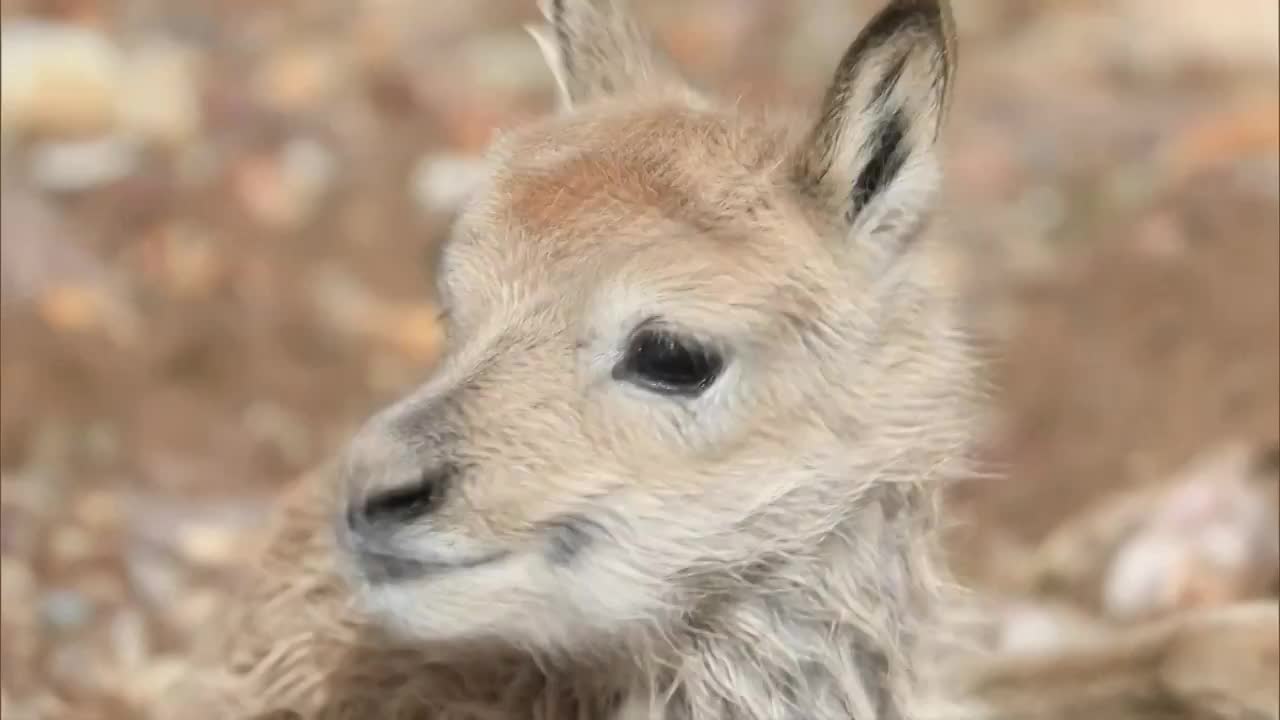中国新疆的野生动物环境保护成果（合集）视频素材