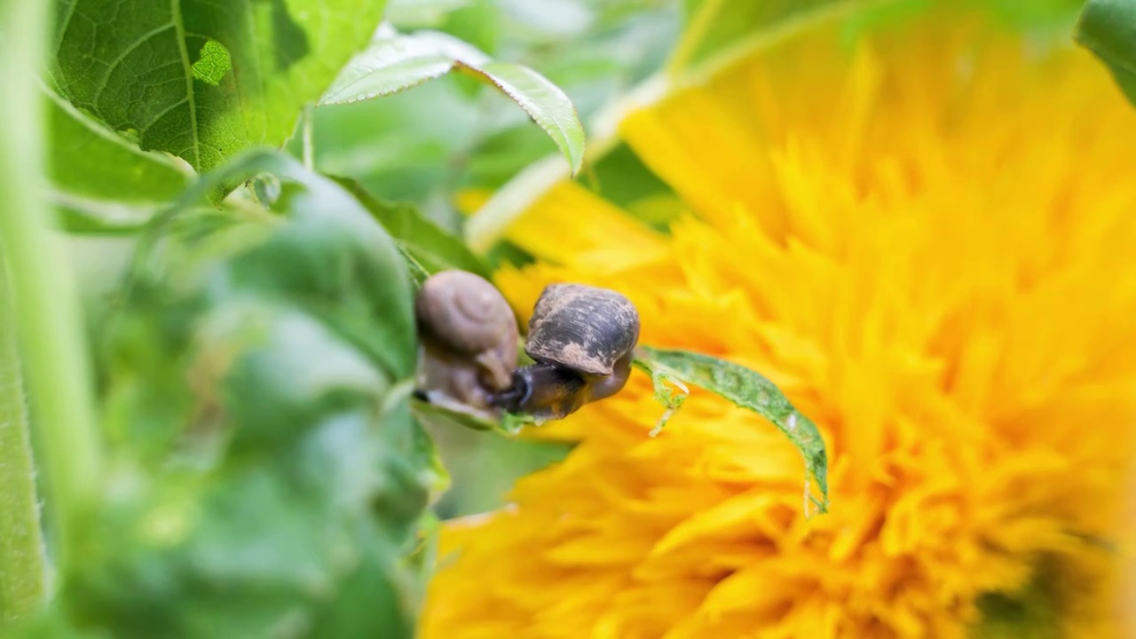 蜗牛在吃绿叶向日葵背景视频素材