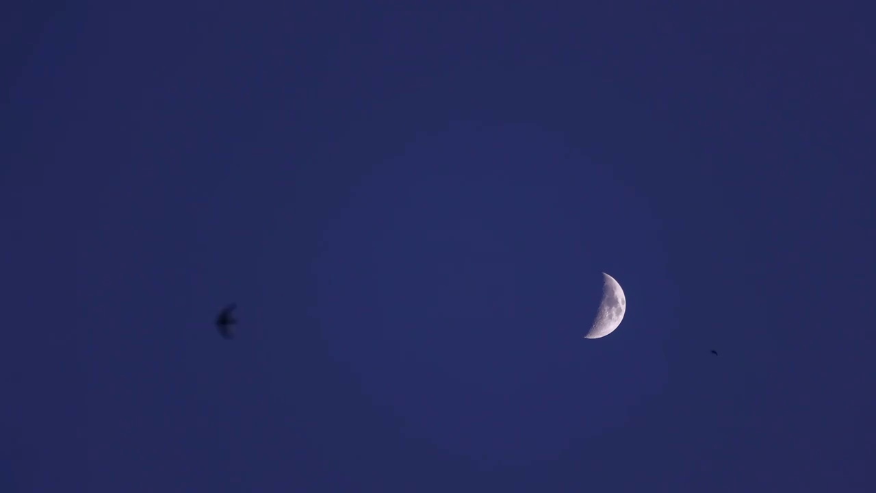 月亮天空与燕子视频素材