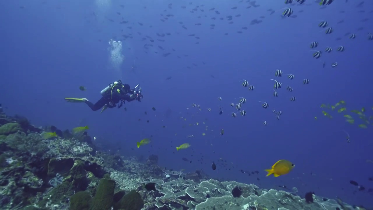水下摄影师拍摄记录海洋水下世界视频素材