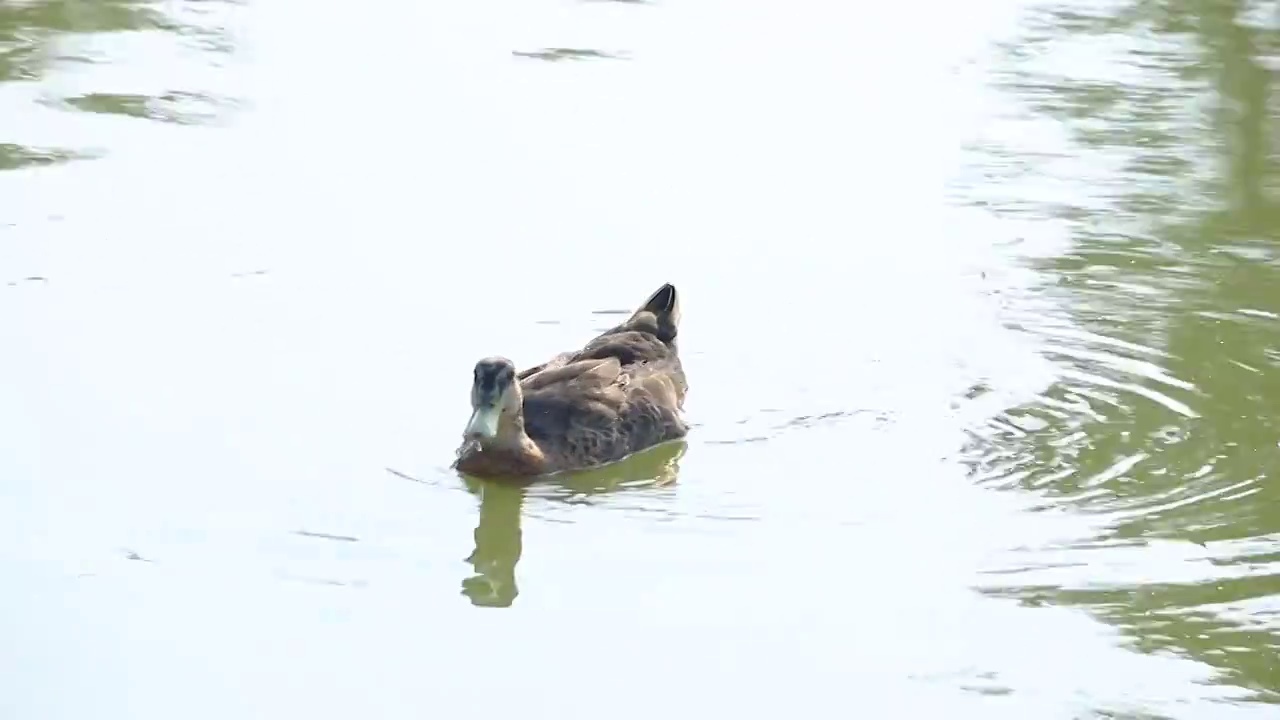 鸭子在水面嬉戏视频素材
