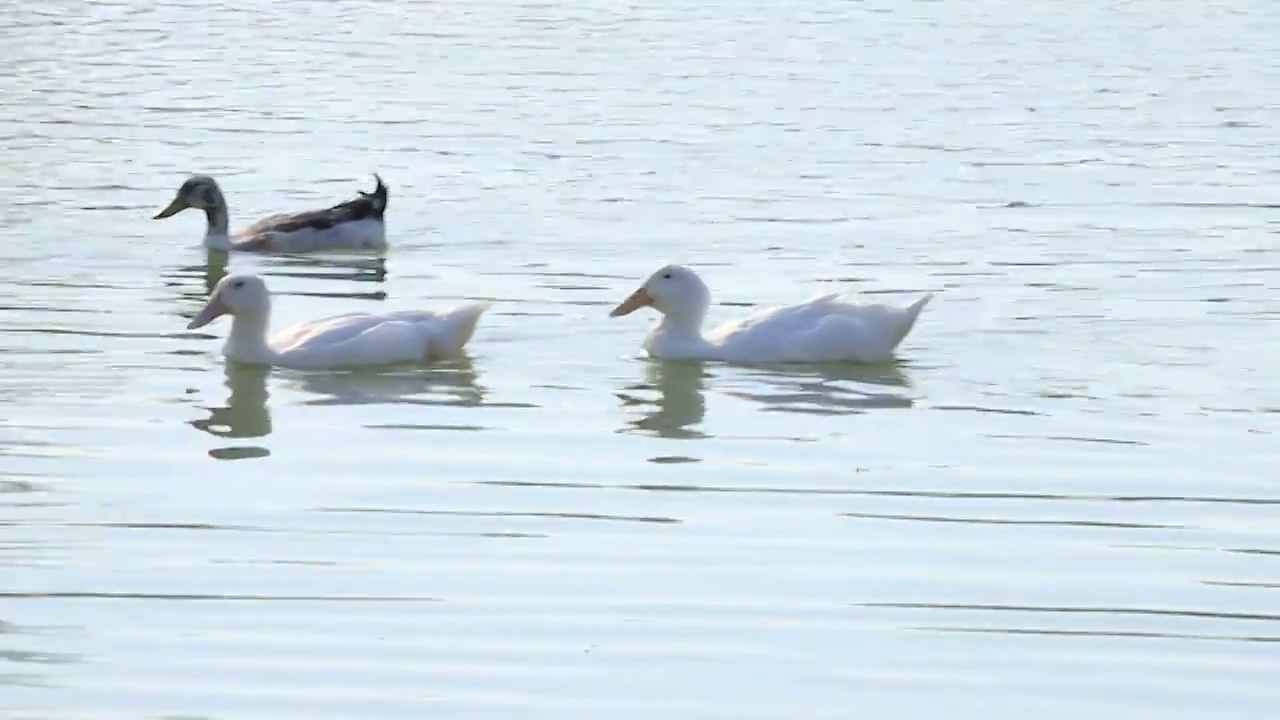 鸭子在水面嬉戏视频素材