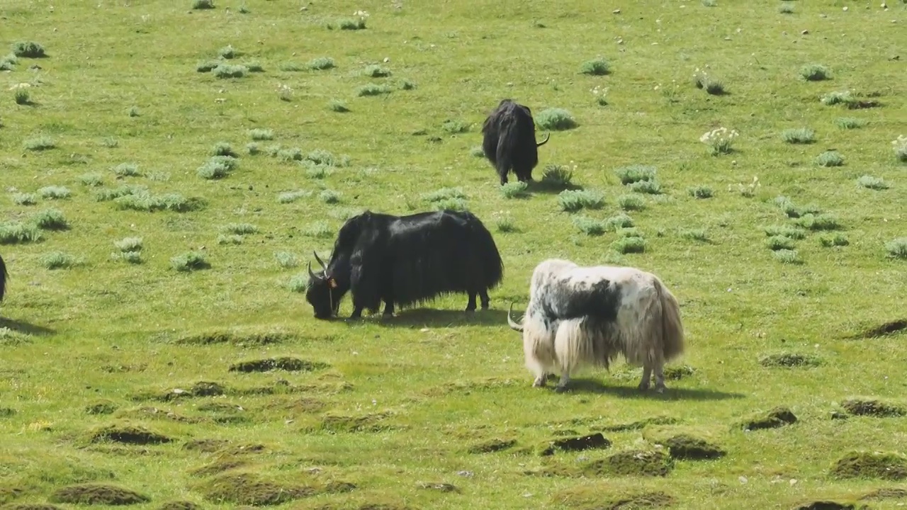 高原草原上吃草的牦牛群视频下载