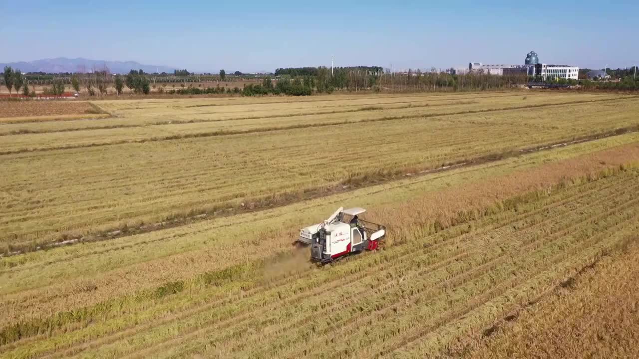 稻田收割视频视频下载