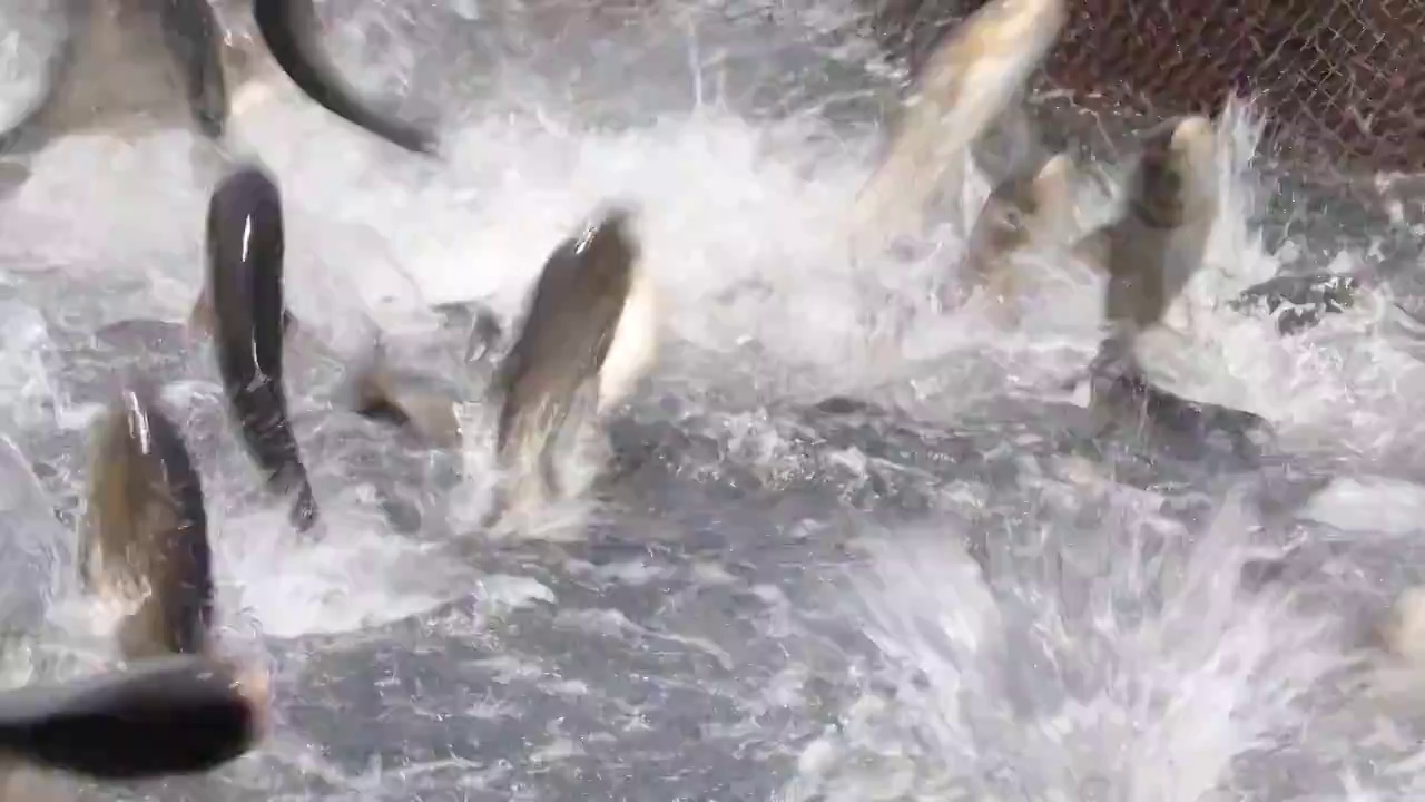 淡水鱼养殖巨网捕捞渔民丰收视频下载