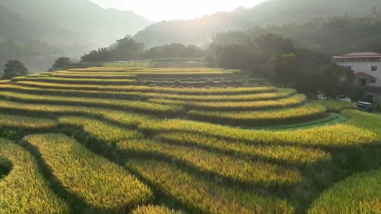 夏日早晨阳光下的稻谷成熟一片金黄的梯田视频素材