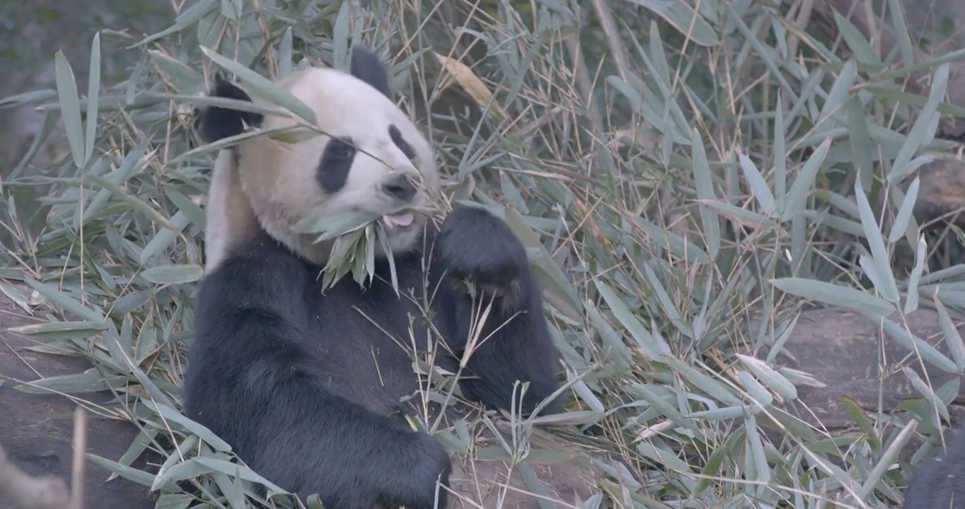 大熊猫进食视频素材