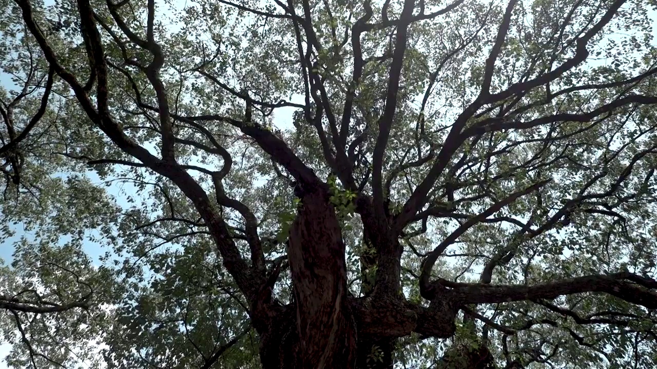 千年古樟树遮天蔽日视频下载